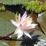 Lotus 2